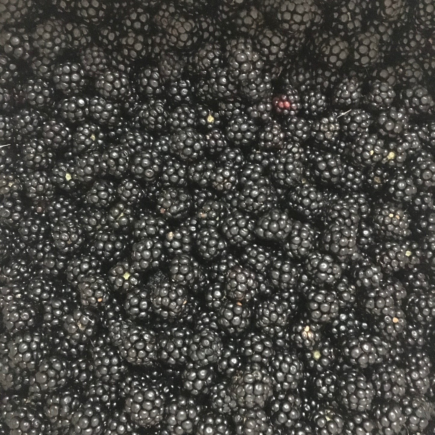Mermelada casera de Moras Silvestres